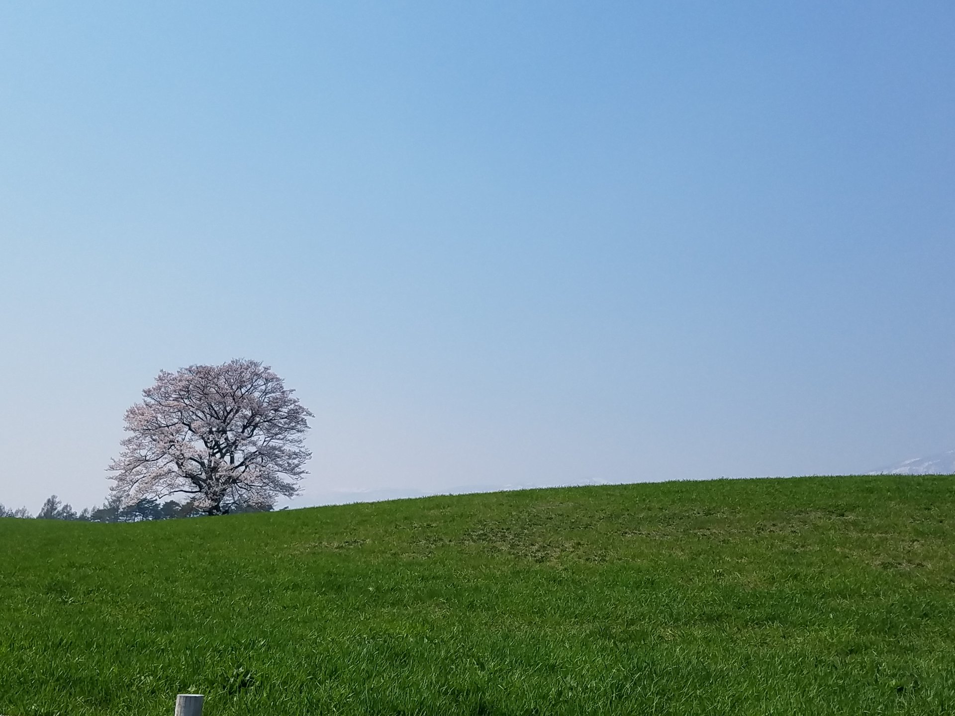 小岩井農場の一本桜