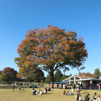 国営昭和記念公園