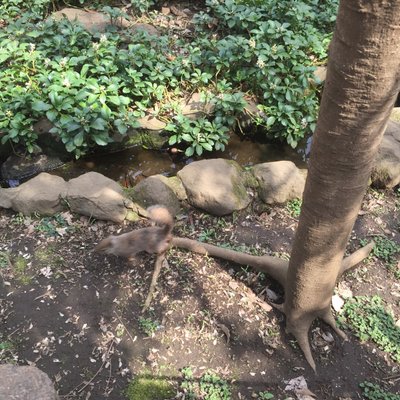 井の頭恩賜公園