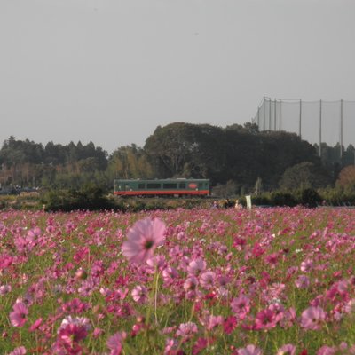 益子町 コスモス畑