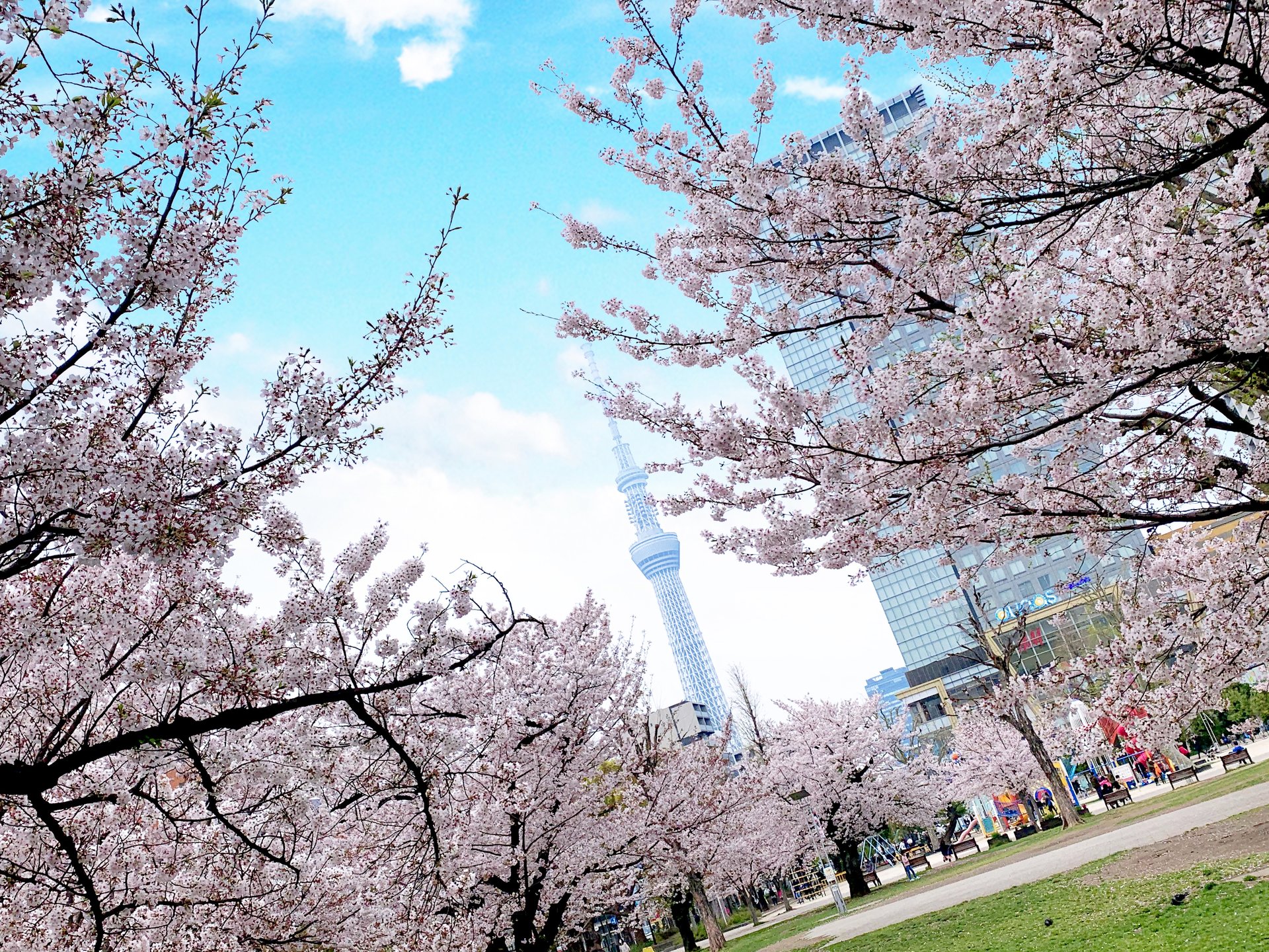 錦糸公園で素敵なお花見を♡錦糸町でぶらぶら散歩！