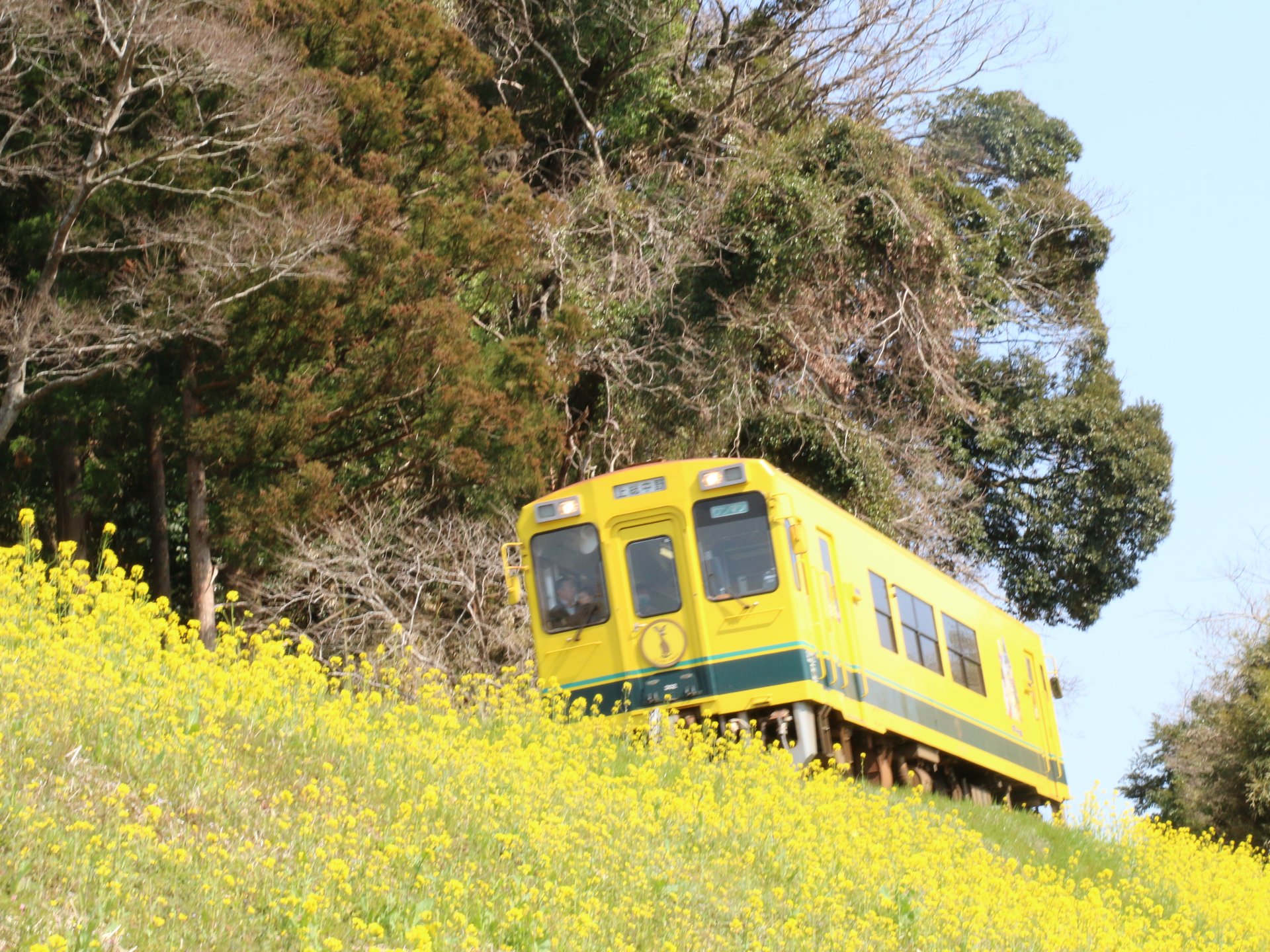 【千葉・いすみ市】春の行楽シーズン！いすみ鉄道国吉駅！ムーミン列車と菜の花のコラボ。