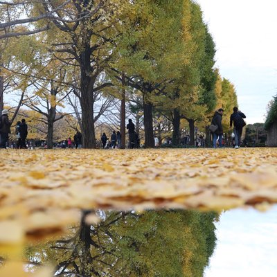 国営昭和記念公園