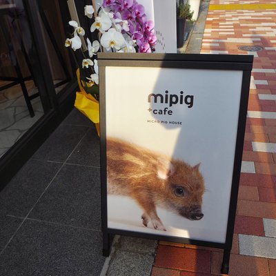 mipig cafe（マイピッグカフェ）