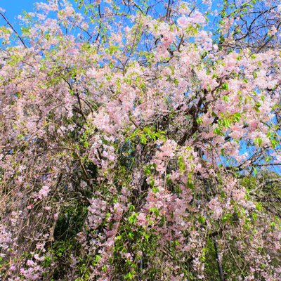 須磨離宮公園