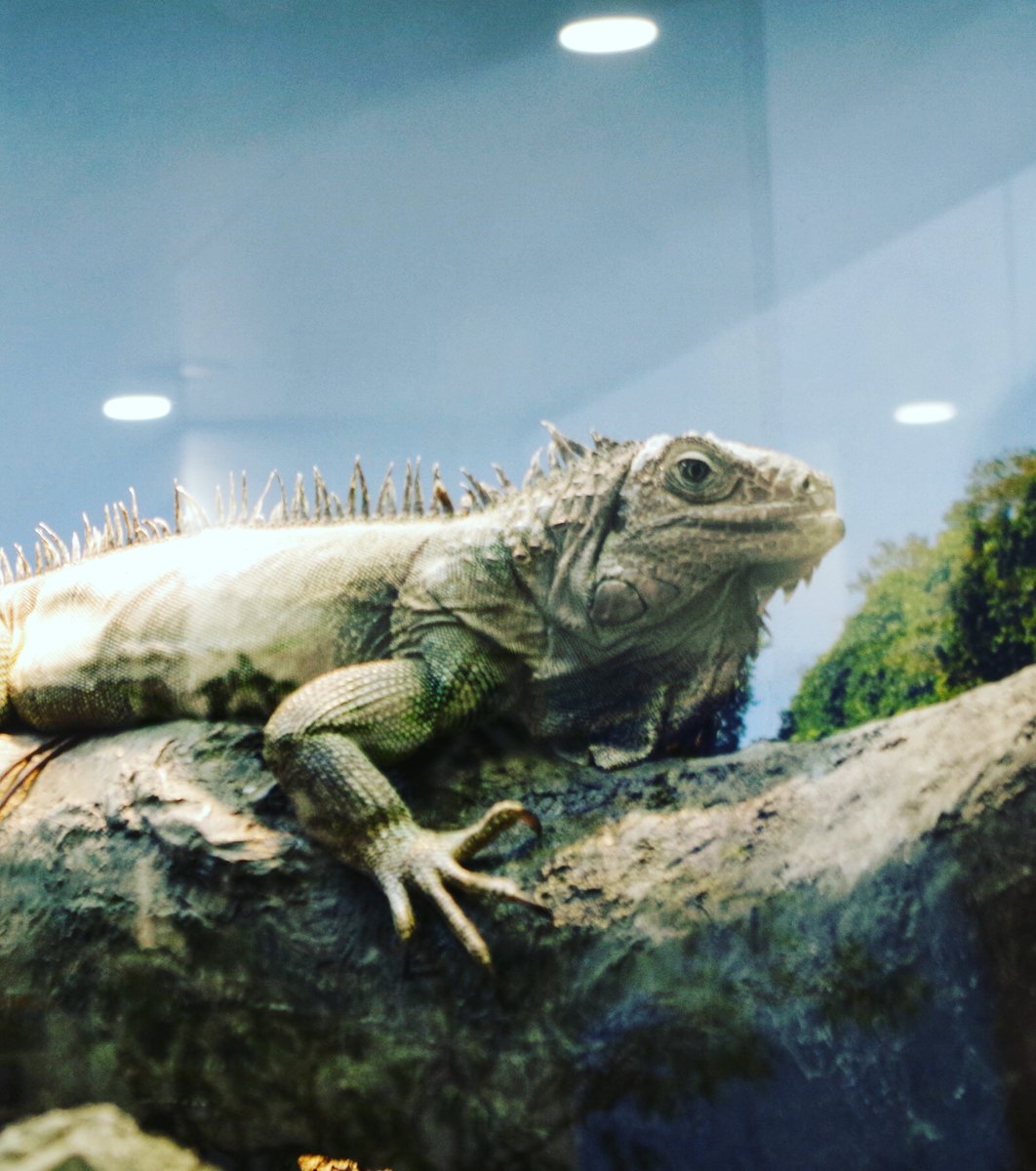 野毛山動物園