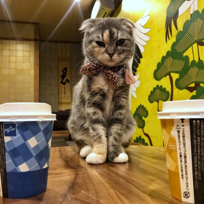 猫喫茶 空陸家 plus 浅草店