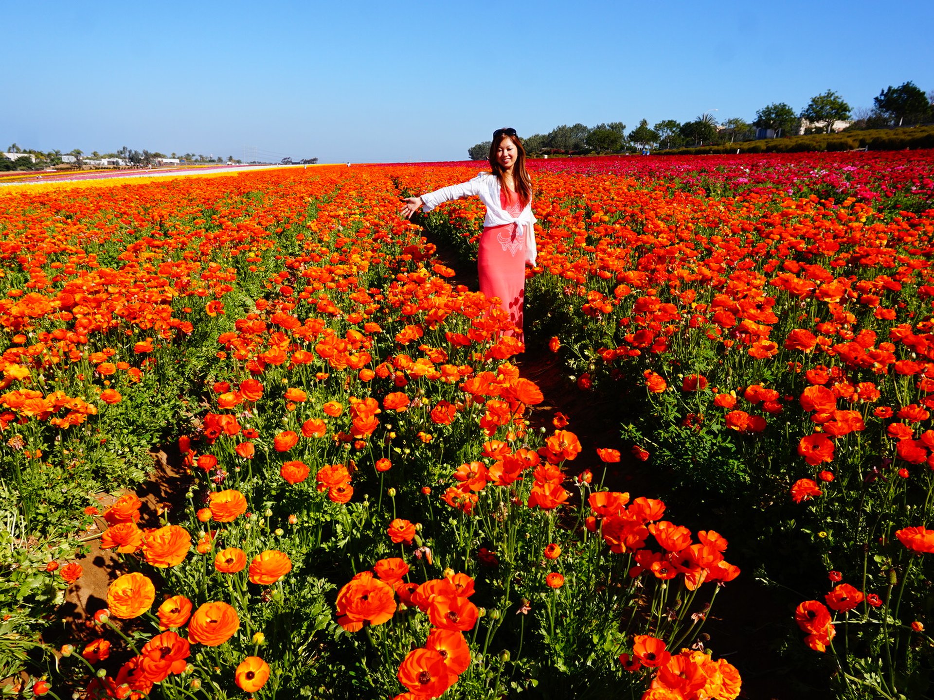 カリフォルニアアウトドア女子旅☆サンディエゴ周辺の可愛い植物園。フラワーフィールド 