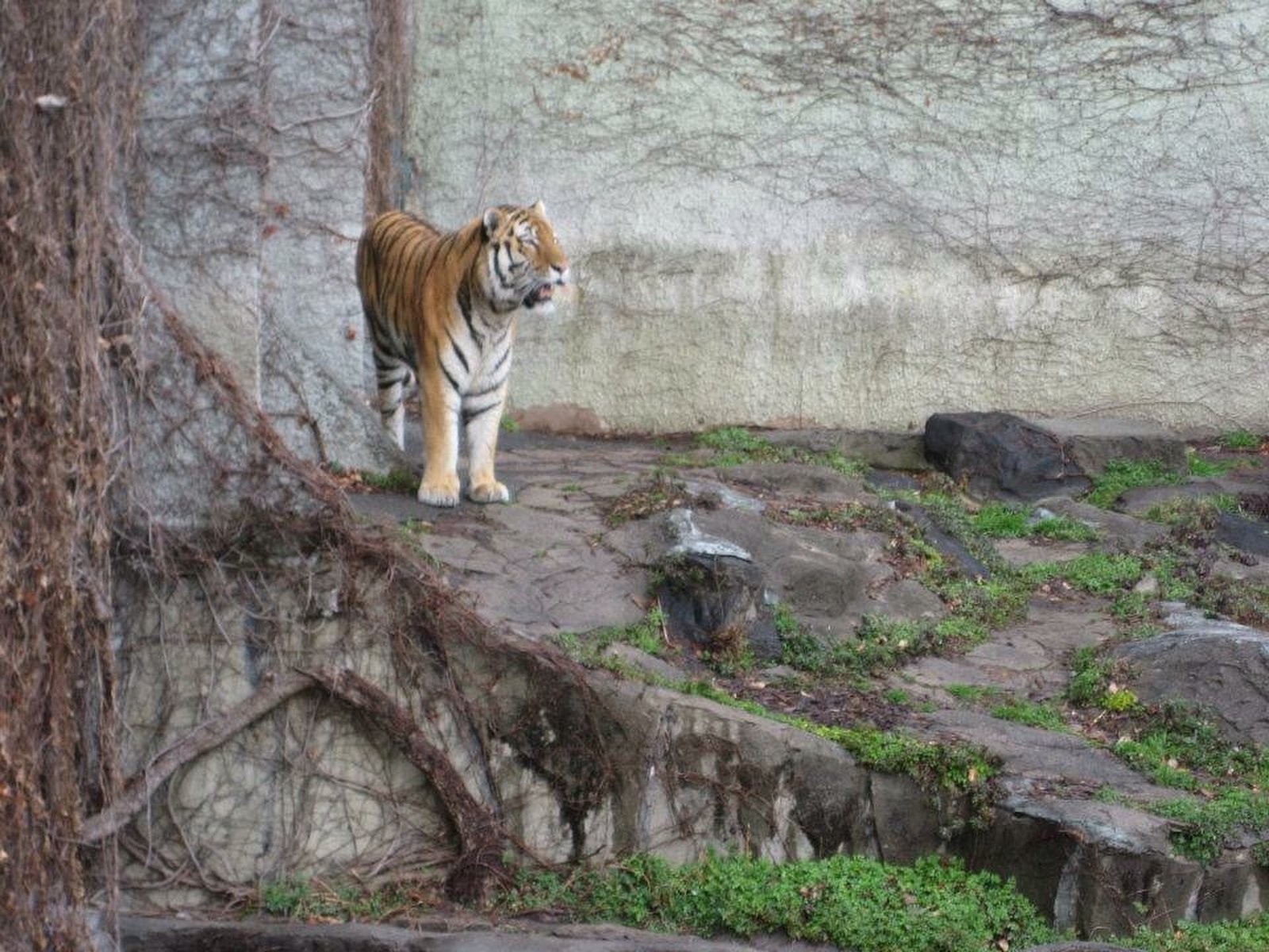 天王寺動物園