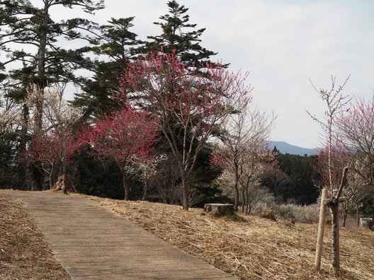 修善寺自然公園