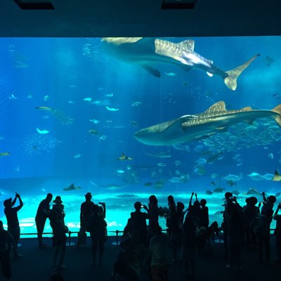 沖縄美ら海水族館