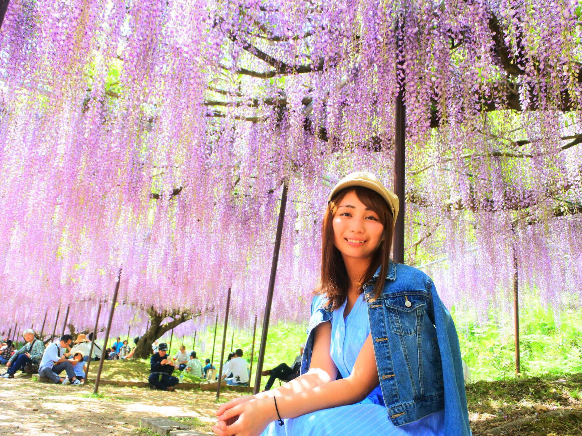 春のおすすめ関西ドライブスポット！藤の名所 白毫寺の九尺藤を見に行こう！