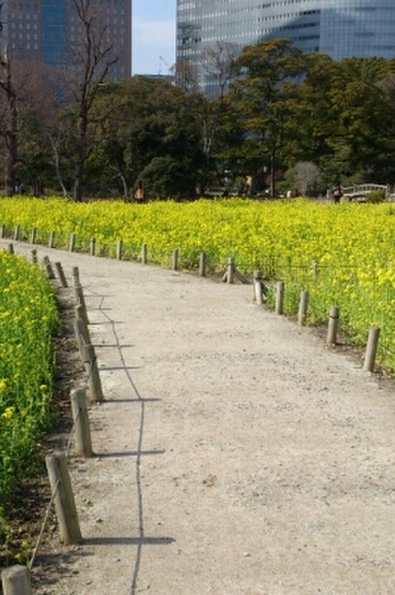 浜離宮恩賜庭園 お花畑