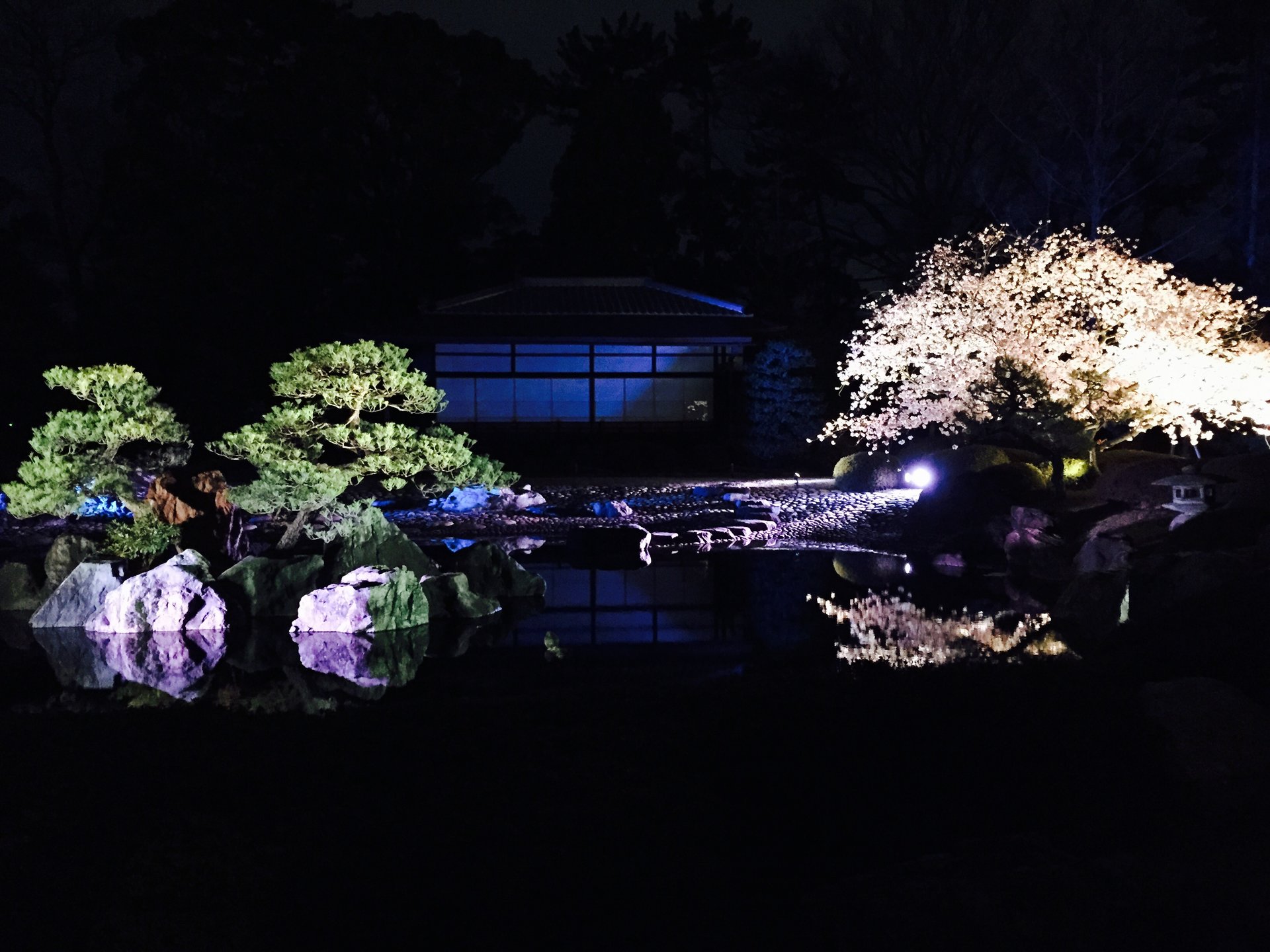桜と光と音の饗宴。春の京都デートは"二条城夜桜ライトアップ2016"で決まり！