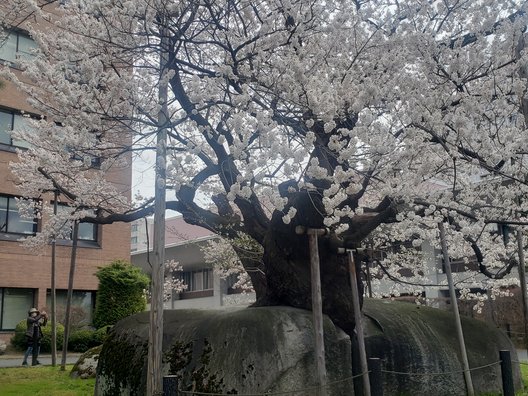 石割桜