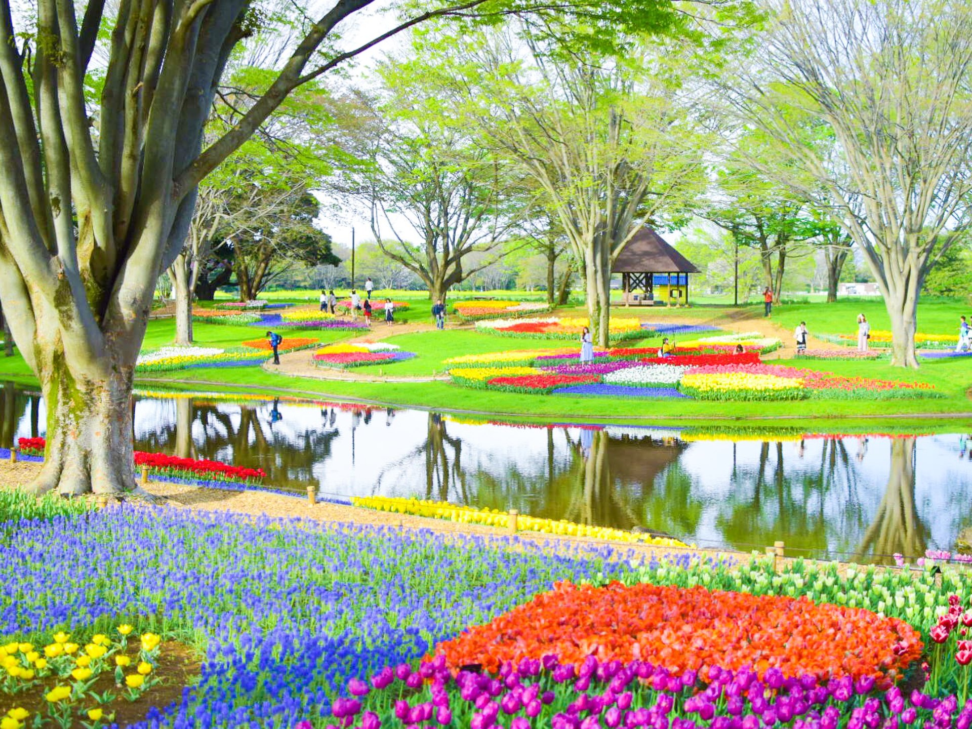 東京都内のチューリップの絶景！春のお出かけにおすすめな国営昭和記念公園◎