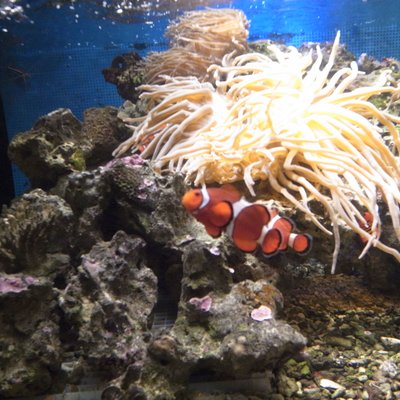 しながわ水族館