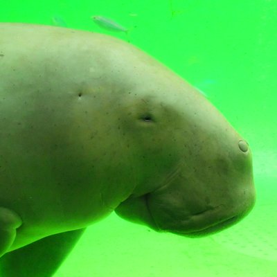 鳥羽水族館