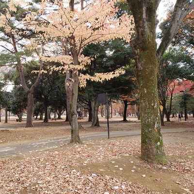 代々木公園