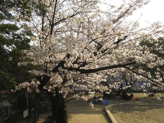 紅葉山公園