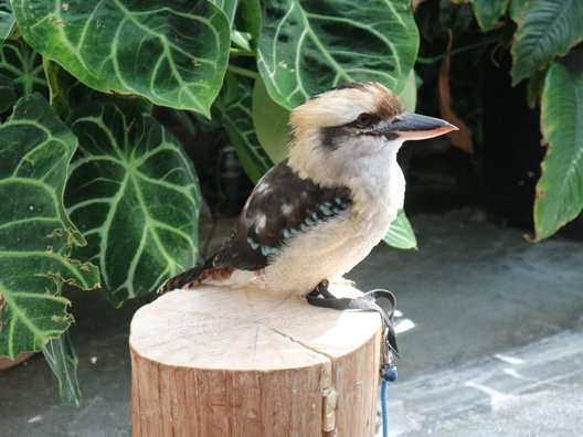 掛川花鳥園