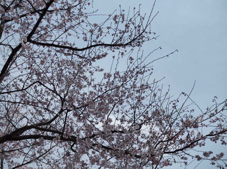 神奈川 厚木 神奈川の桜の名所 約3000本の桜がお出迎え あつぎ飯山桜まつりに行ってみよう Playlife プレイライフ