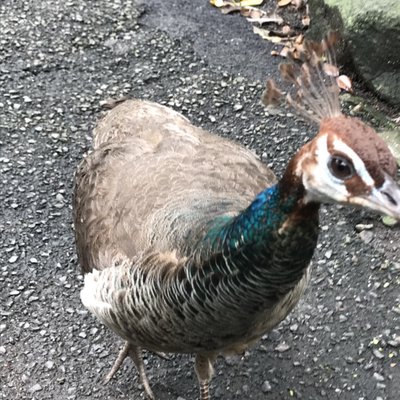 伊豆シャボテン動物公園