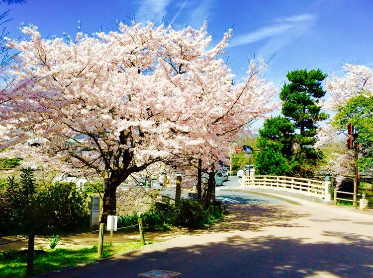 島根県で楽しむ花見 現存天守閣松江城の桜を楽しんだ後は宍道湖沿いの大はかやのうなぎ Playlife プレイライフ