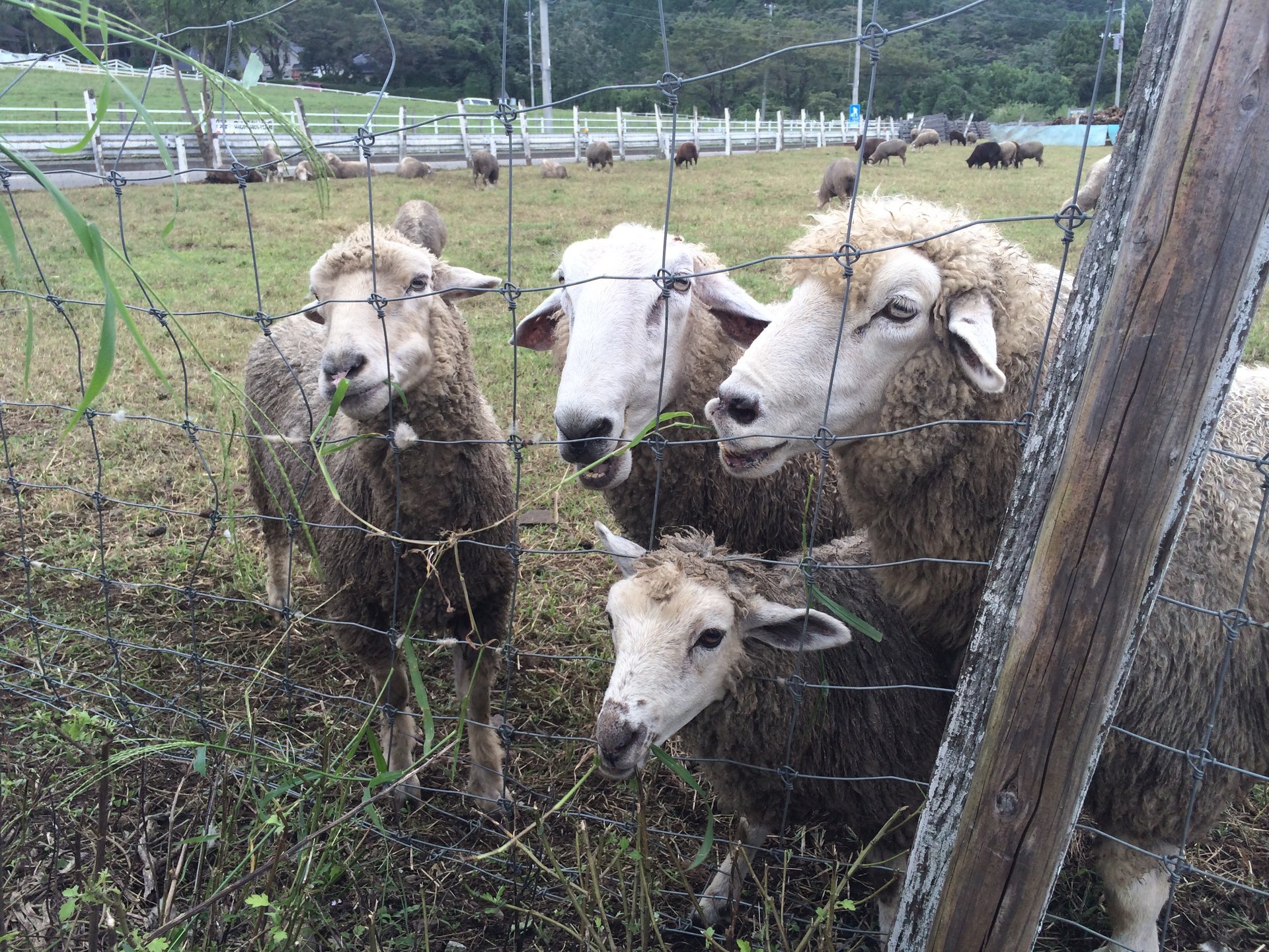 【大自然を満喫！！】神奈川県 服部牧場～家族や友人とのおでかけ、デートにもおすすめ～