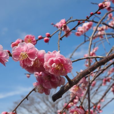 修善寺自然公園