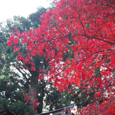 北口本宮冨士浅間神社