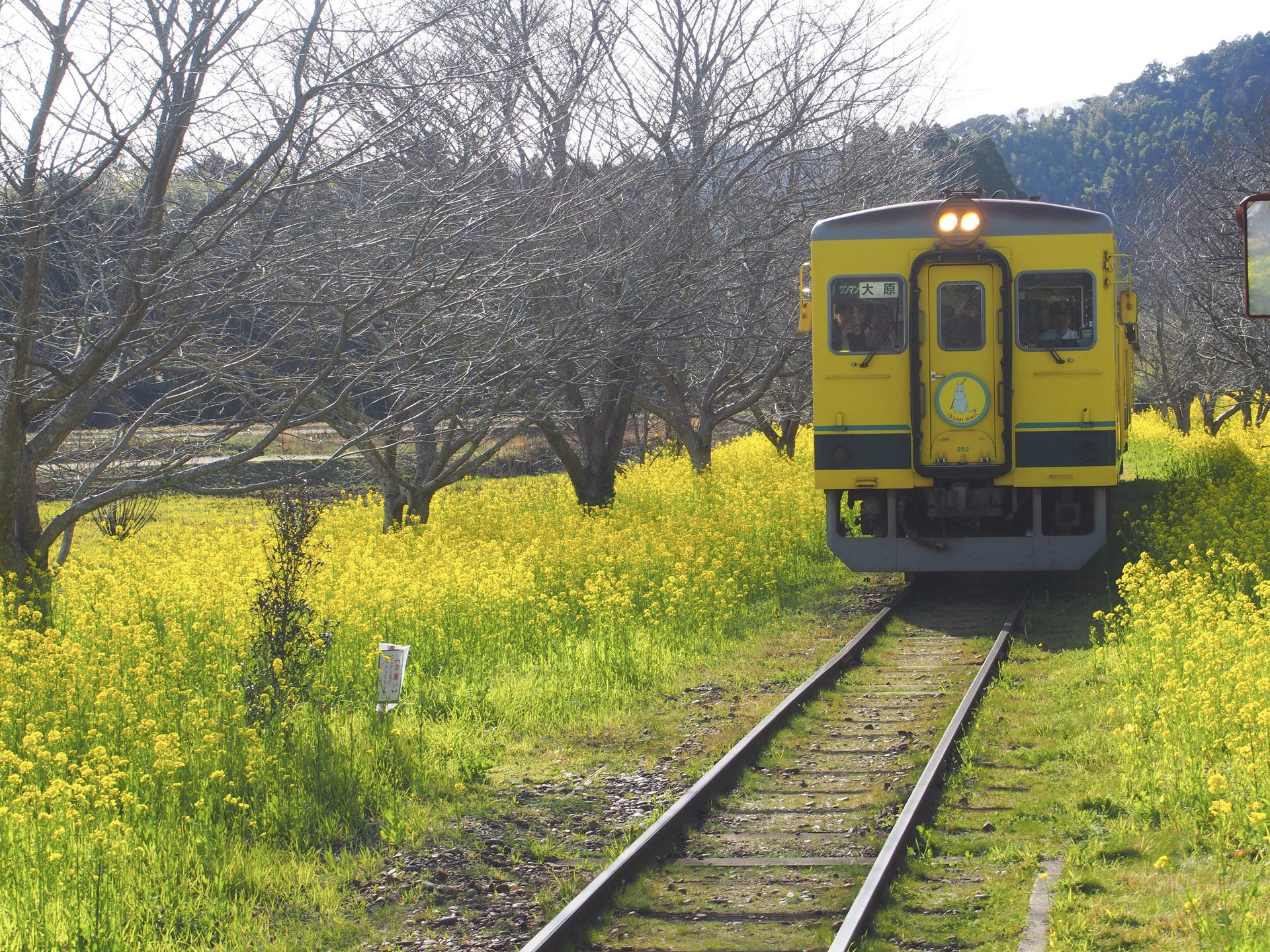 菜の花満開！千葉の「いすみ鉄道」に乗って春のリフレッシュ女子旅♪
