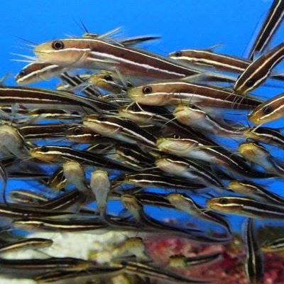 沖縄美ら海水族館