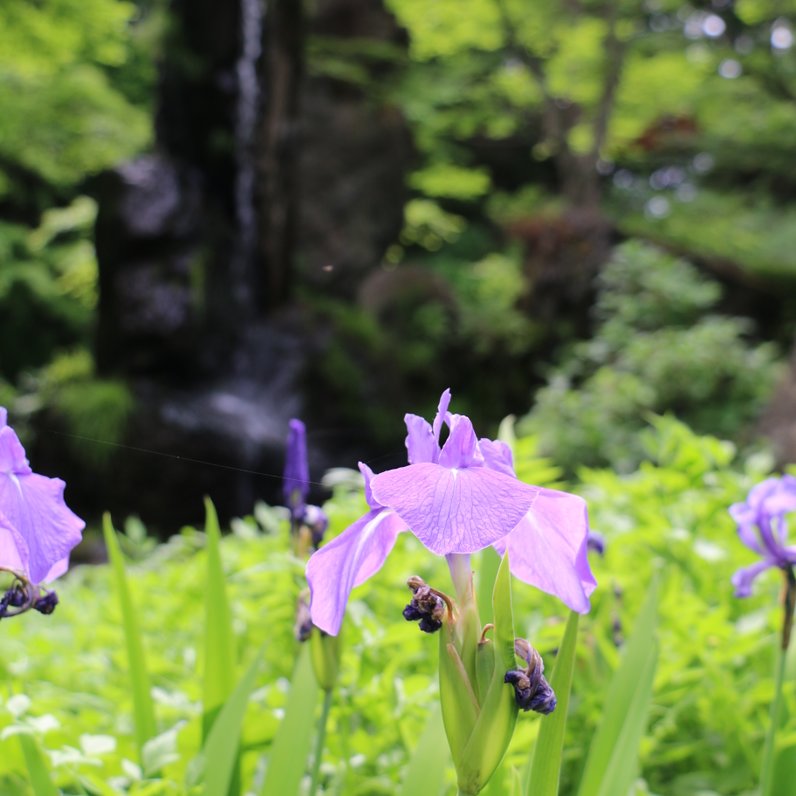 吉祥寺