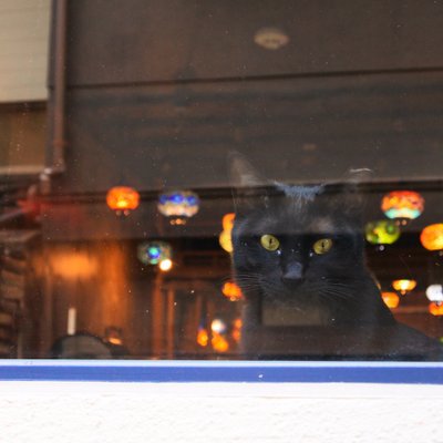 猫を愛するひとのカフェ cafe ウリエル