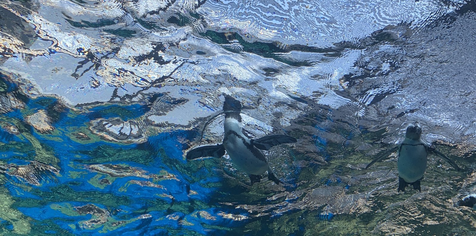 京都水族館