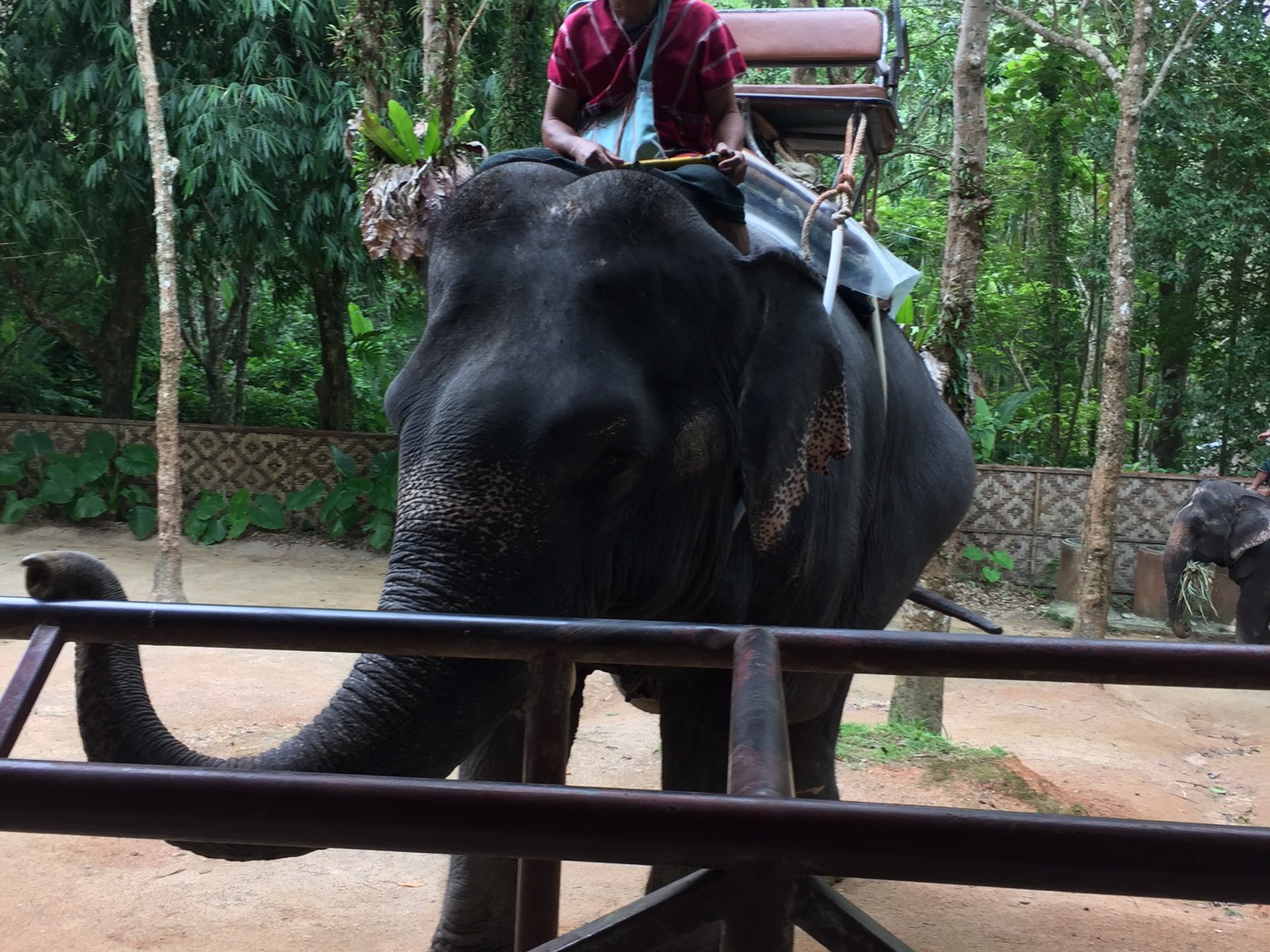 タイ・プーケットで象に乗るゾウ！！サイアムサファリ