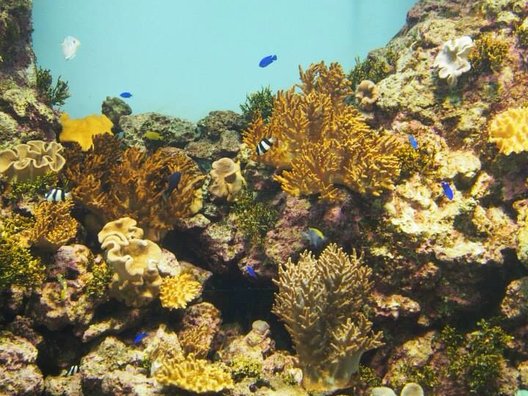 いおワールド かごしま水族館