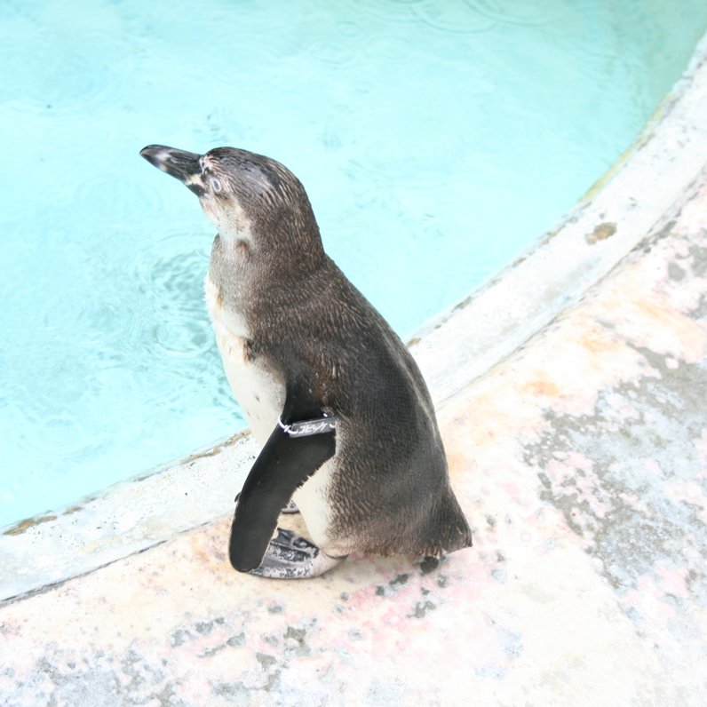 桂浜水族館