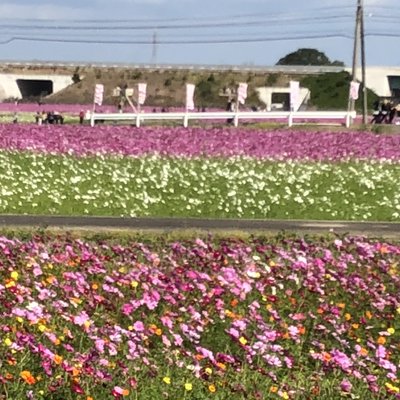 三光コスモス園