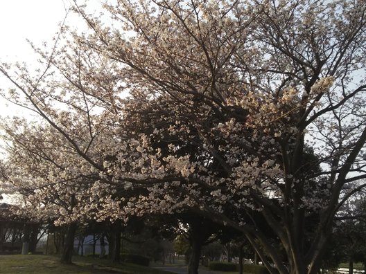 室見川河畔公園