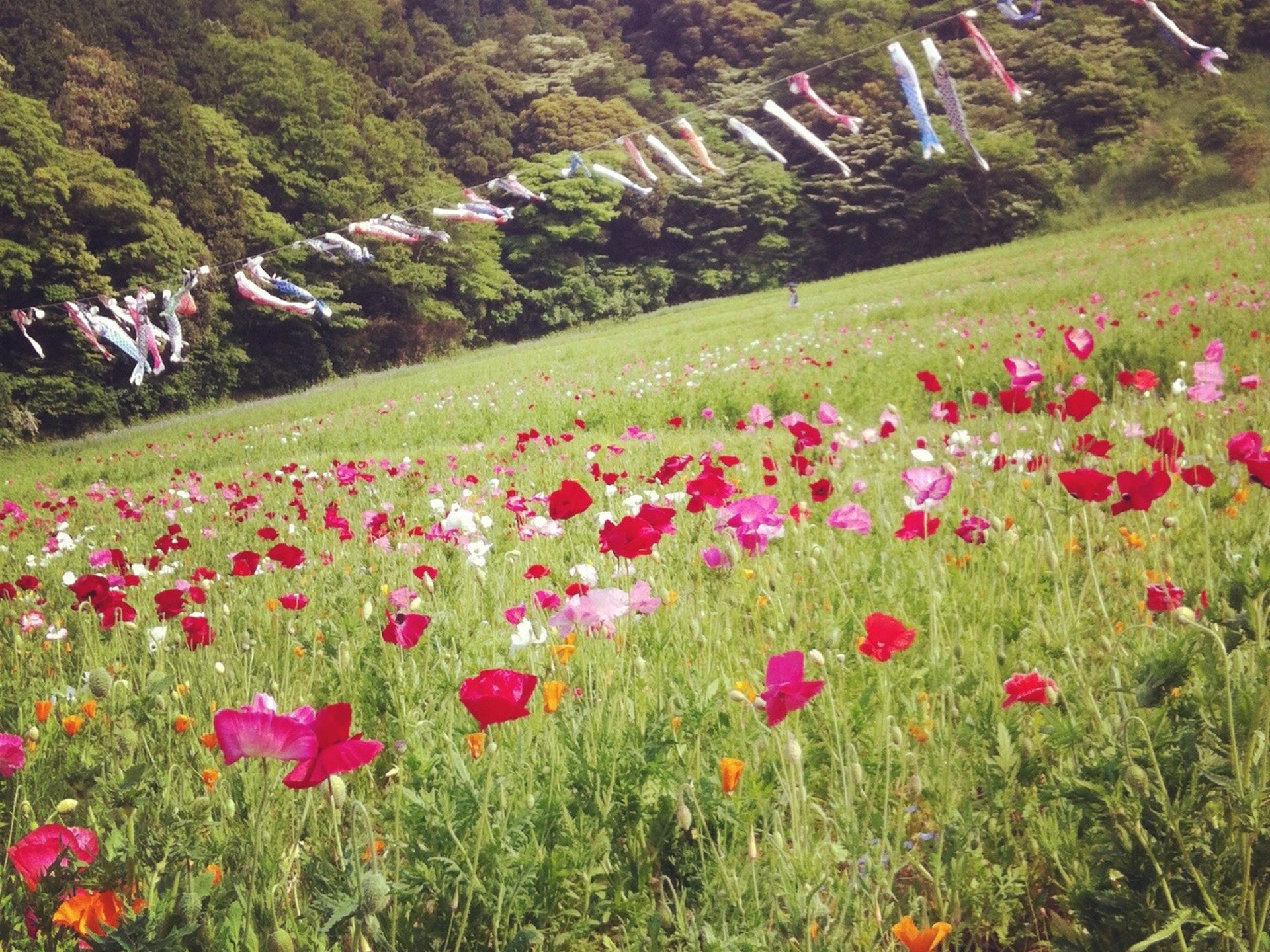 【三浦半島で自然を感じるドライブデート】秋・冬にこそおすすめ海テラスカフェ、お花畑、絶品スープカレー