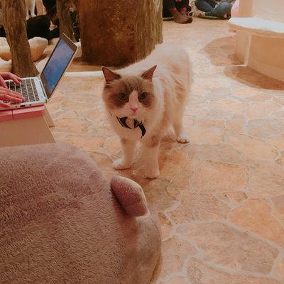 Cat Cafe てまりのおしろ