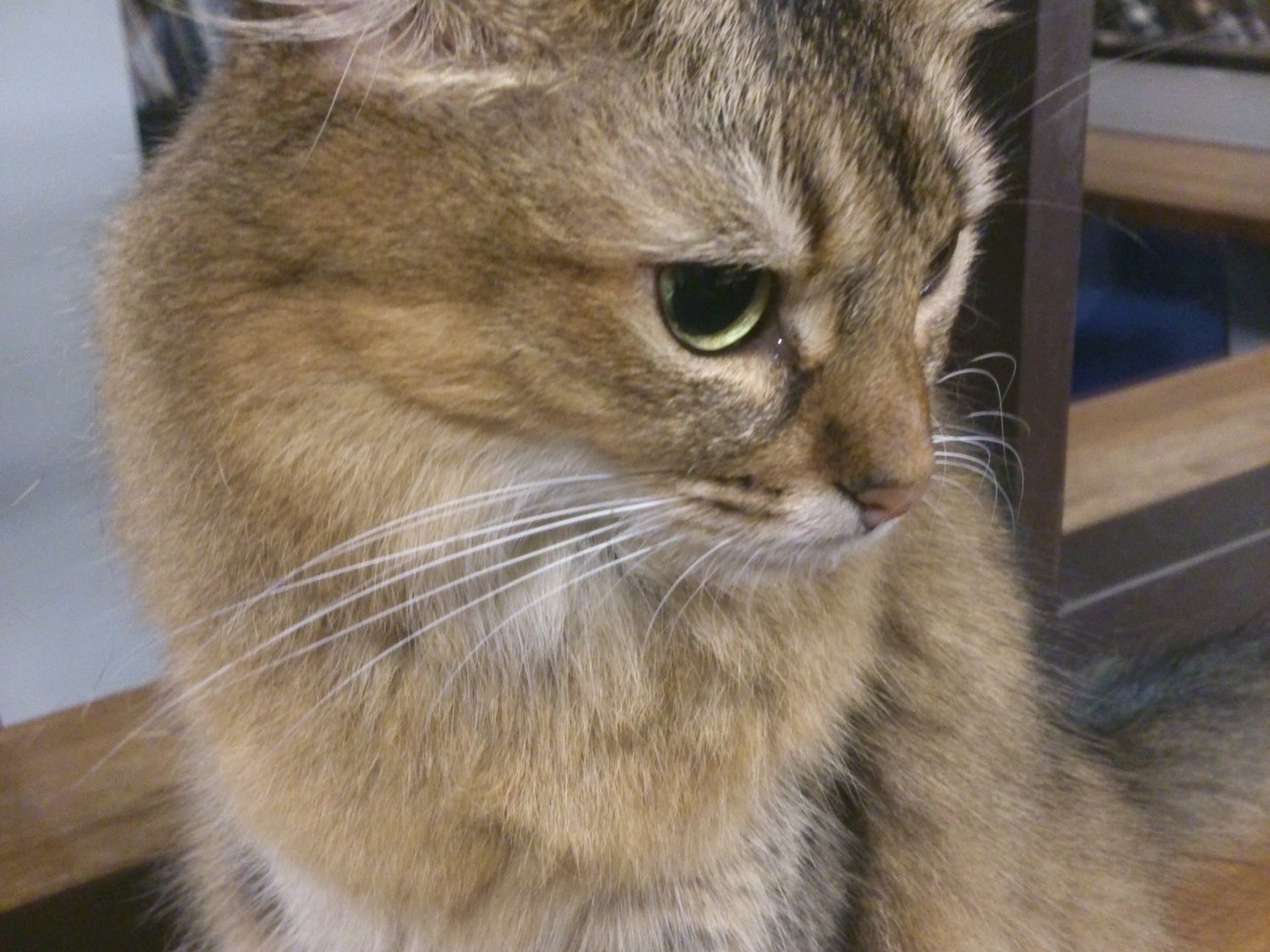 【新宿 猫カフェ】総勢50匹以上の猫に癒される猫カフェきゃりこからランチ