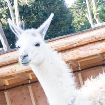 伊豆シャボテン動物公園