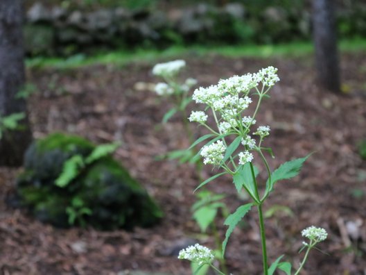 北邦野草園