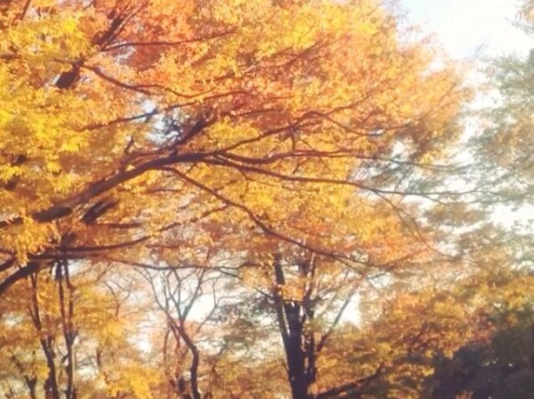 秋の紅葉デートにおすすめ吉祥寺 井の頭公園 おすすめランチスポットにデートコース Playlife プレイライフ