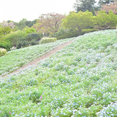 国営昭和記念公園