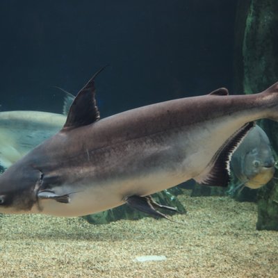 サンシャイン水族館