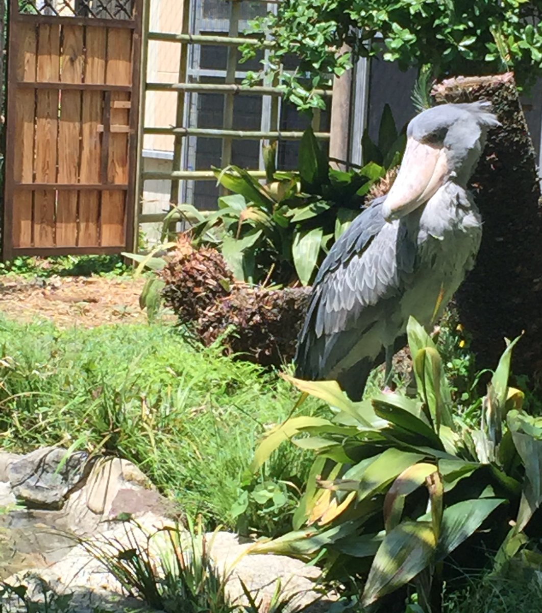 上野動物園は西園から攻略 上野動物園で本当に可愛い動物5選 Playlife プレイライフ